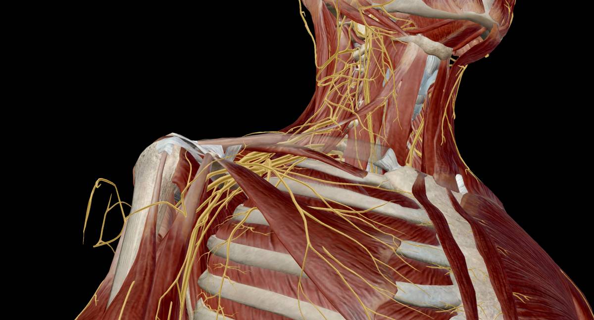 Superficial vs. Deep Cervical Plexus Block - Mississippi Anesthesia ...